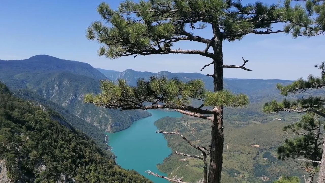 Pogled na Drinu i kanjon sa Banjske stene okružene borovima na Tari